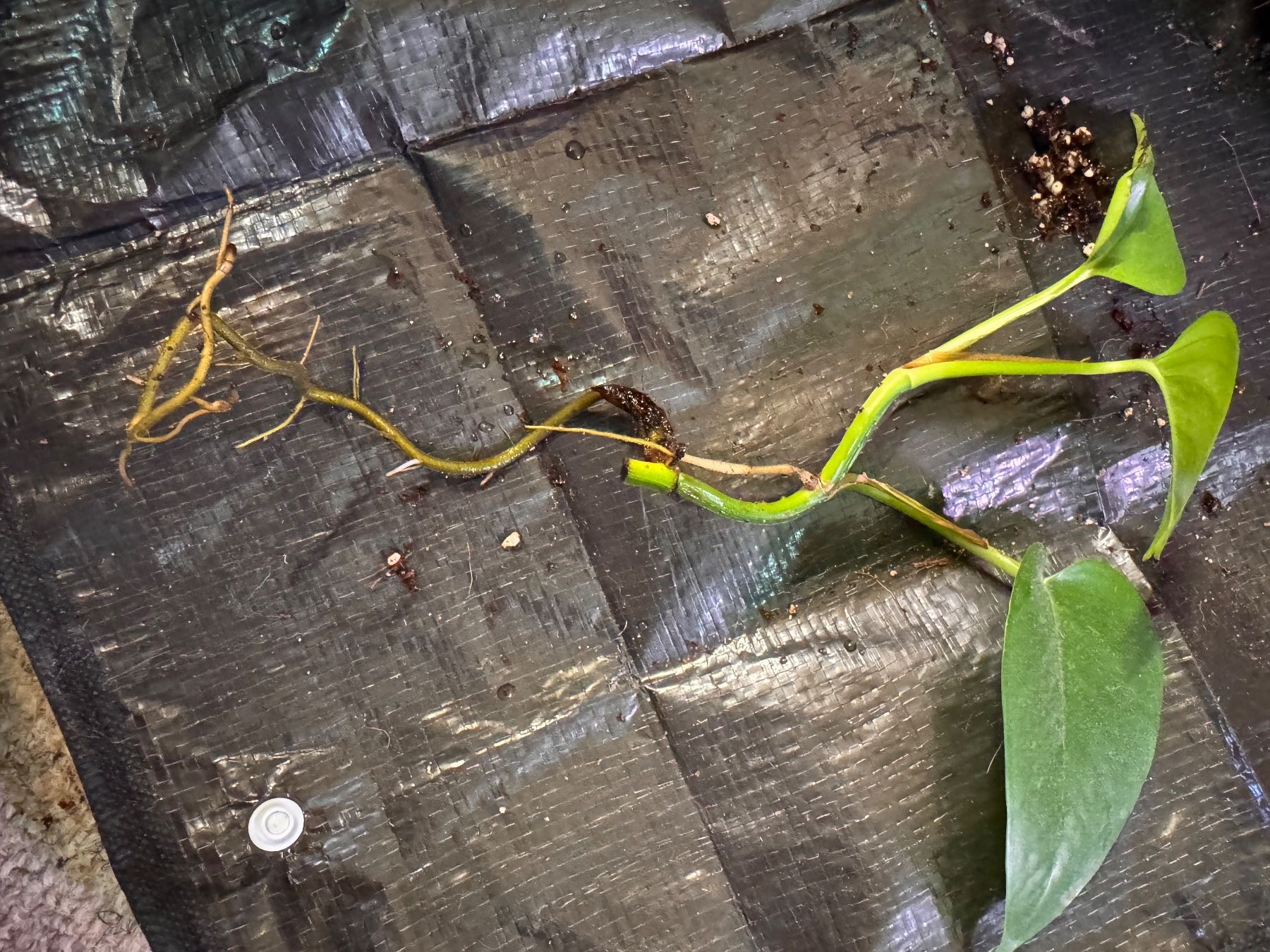 Pflanzen & Samen: Pothos – Gebraucht aus Neyruz FR von mel_lk5z 1