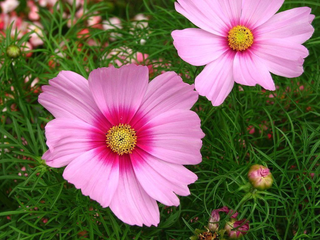 Piante & sementi: 100 Samen Cosmea GLORIA – Nuovo (secondo la descrizione) da Ehrendingen venduto da VerveinaSamen 1