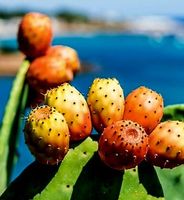 10 Kaktusfeigen Samen uzs Süditalien 🌵 10 graines de Figue