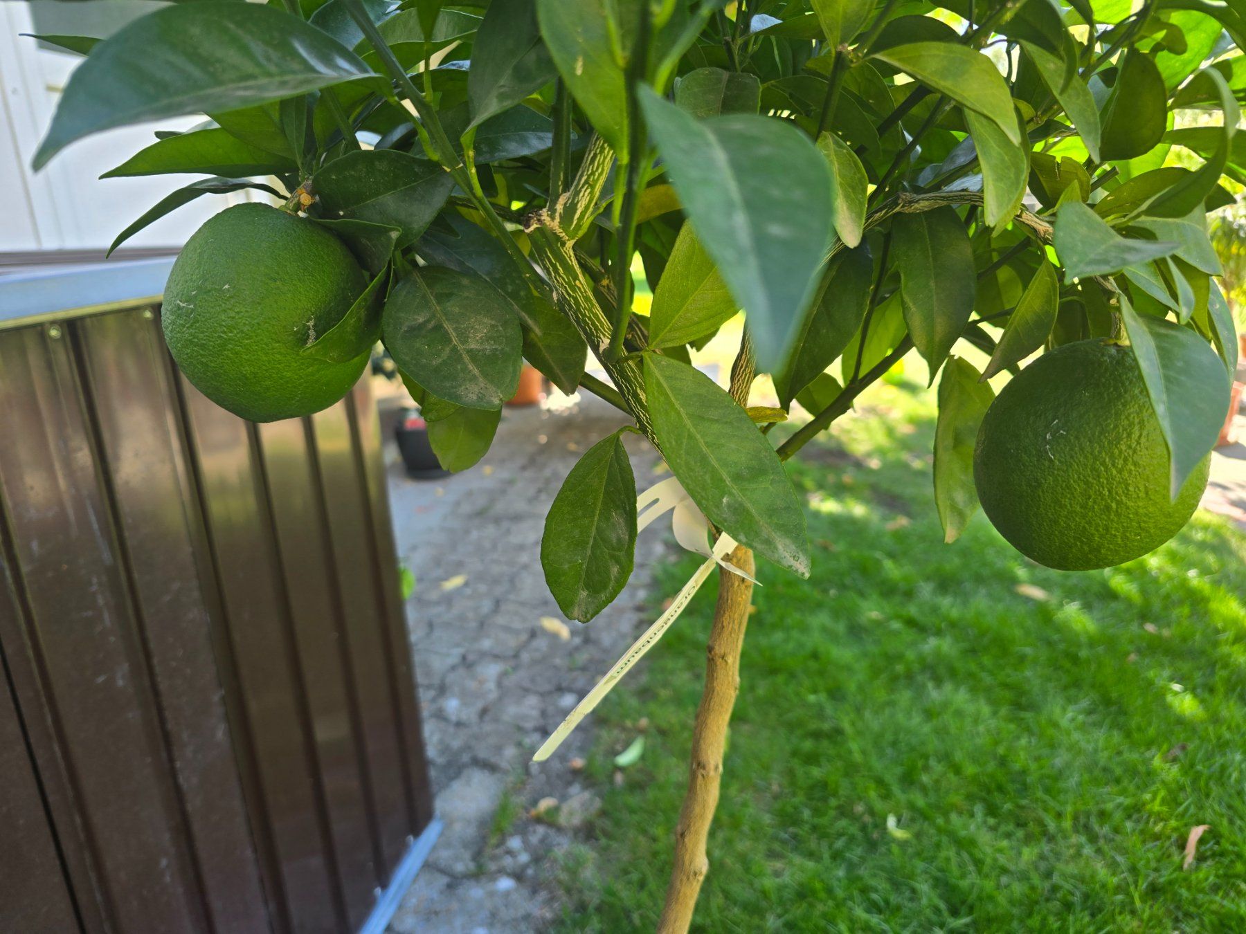Piante & sementi: Orangenbaum mit Früchten – Usato da Aarburg venduto da popkorn65 1