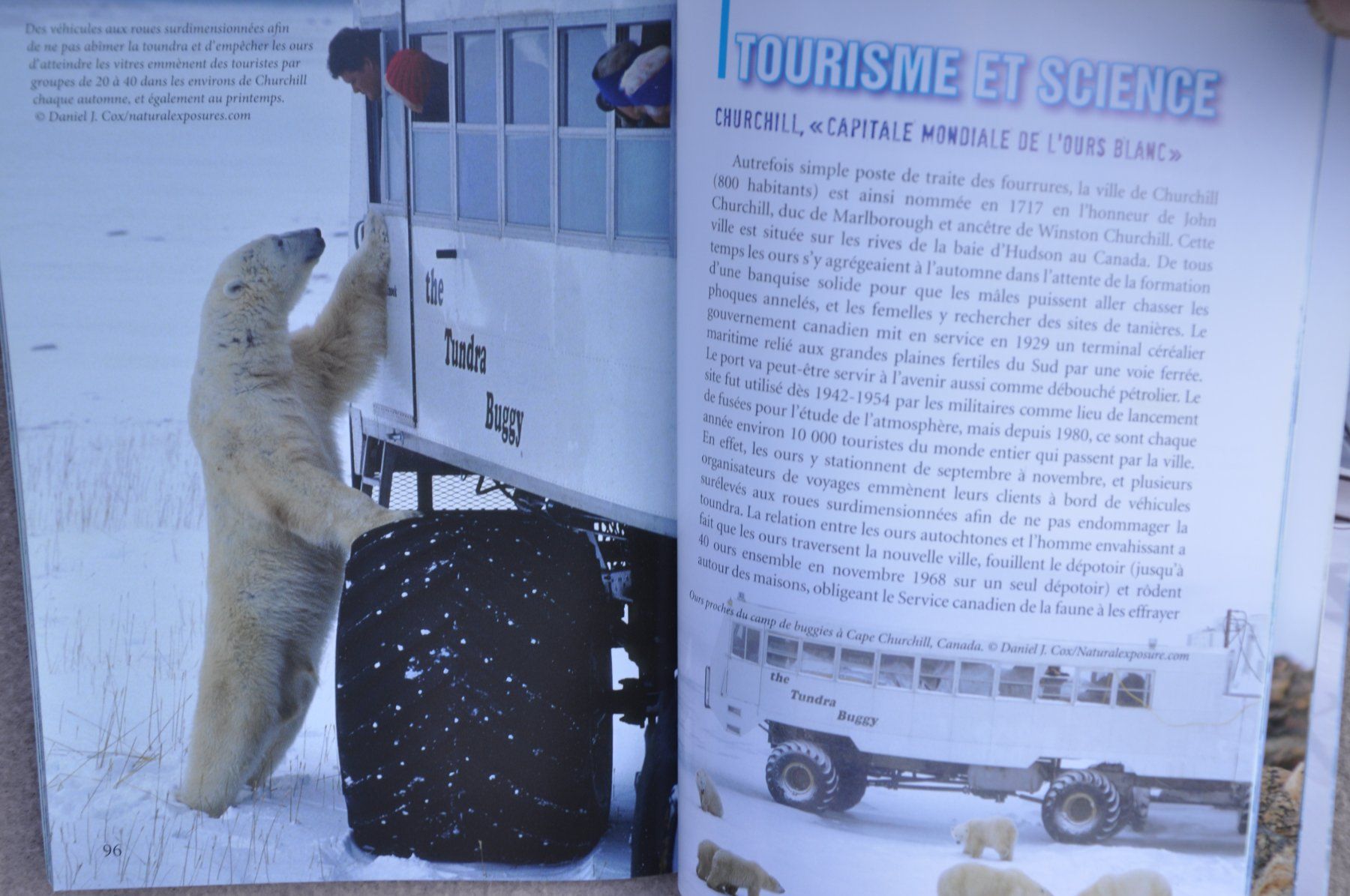 Libri: L'ours blanc - Terres polaires – Usato da Fully venduto da Minouchka 1