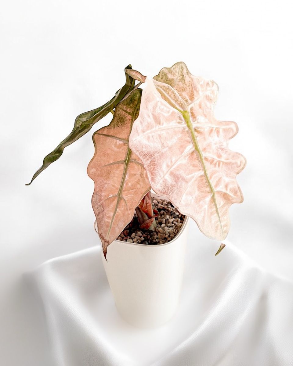 Alocasia Polly Pink Mint Variegata (Neu (gemss Beschreibung)) in Seuzach  fr CHF 1  mit Lieferung auf Ricardo kaufen