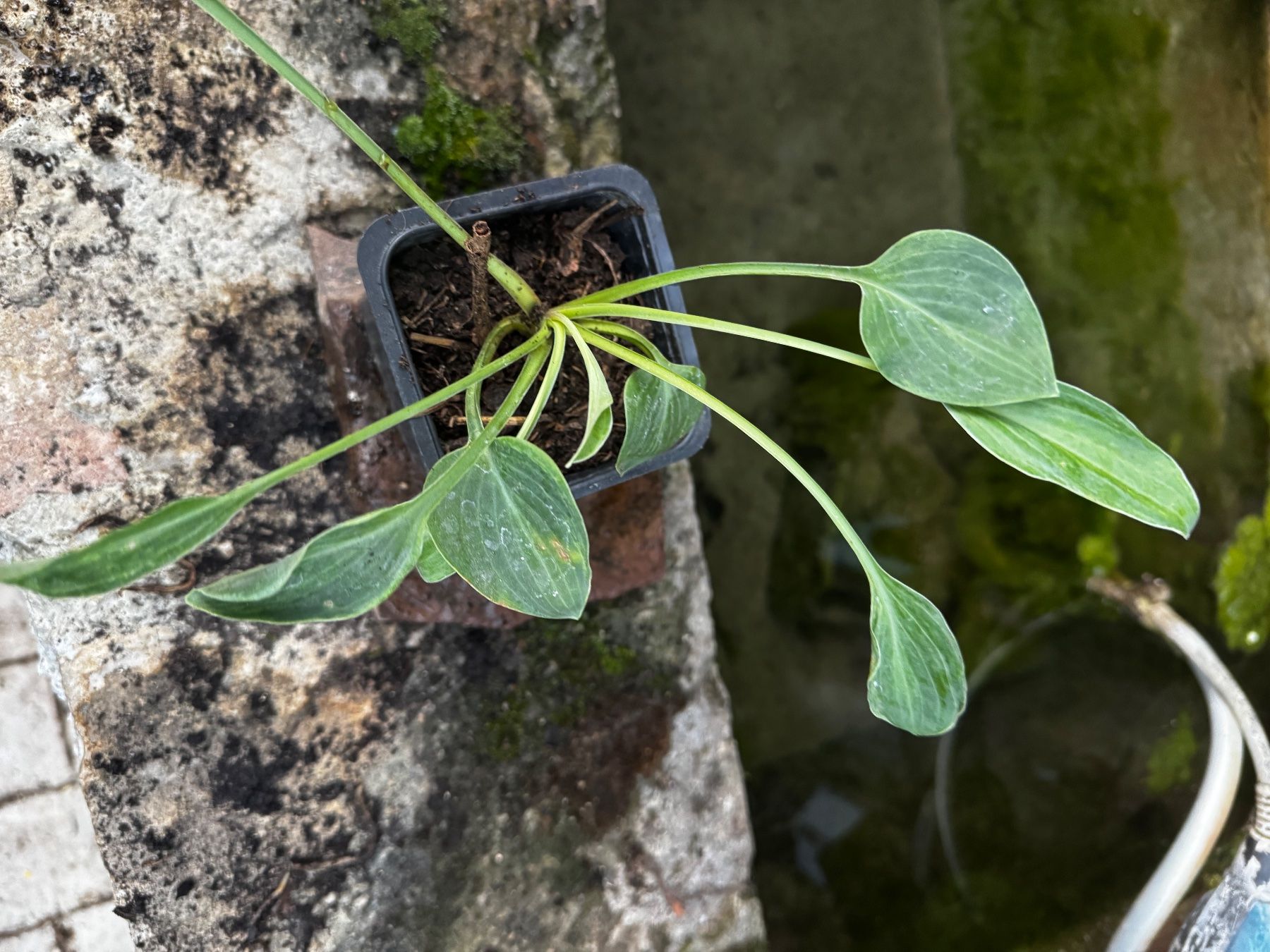 Pflanzen & Samen: Hosta bashful – Gebraucht aus Lajoux JU von Briard0 1