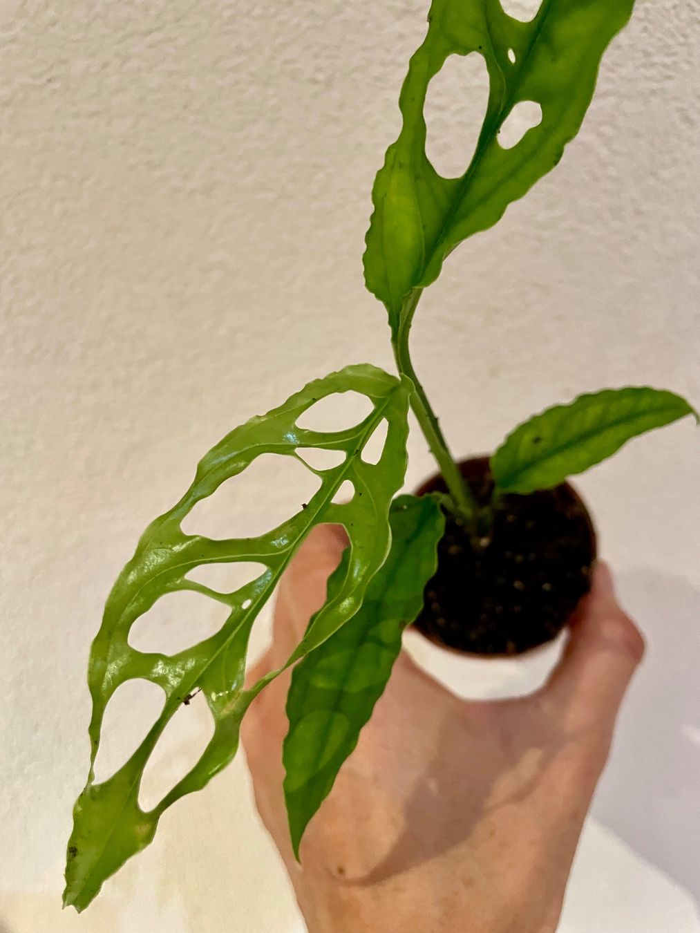 Pflanzen & Samen: Monstera adansonii obliqua peru – Gebraucht aus Zürich von Plant_lady 2