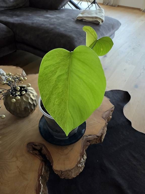 Piante & sementi: Monstera deliciosa Aurea – Usato da Jona venduto da pau_g7rc 1
