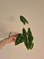 Alocasia Frydek - samtige Eleganz in Grün