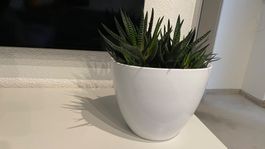 Kaktus