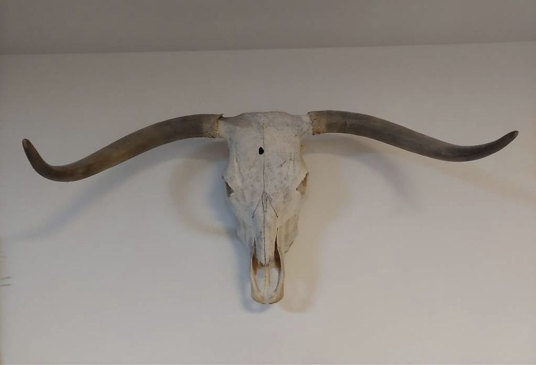 Altre raccolte & rarità: Schädel Hochlandrind – Usato da Einsiedeln venduto da volldure 1