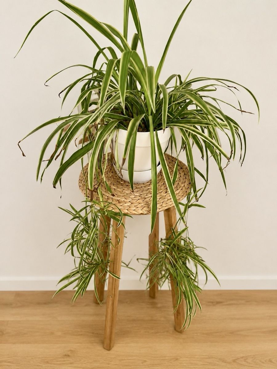 Plantes & graines: Grünlilie – D'occasion à Bern par ACR12