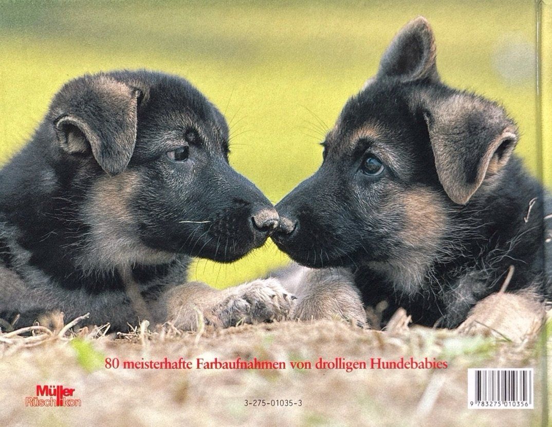 Libri: Verspielte Hundekinder – Nuovo e nell'imballaggio originale da Sarnen venduto da Livres 1