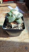 Ariocarpus Retusus cv. Maruibo, auf Ornatum veredelt