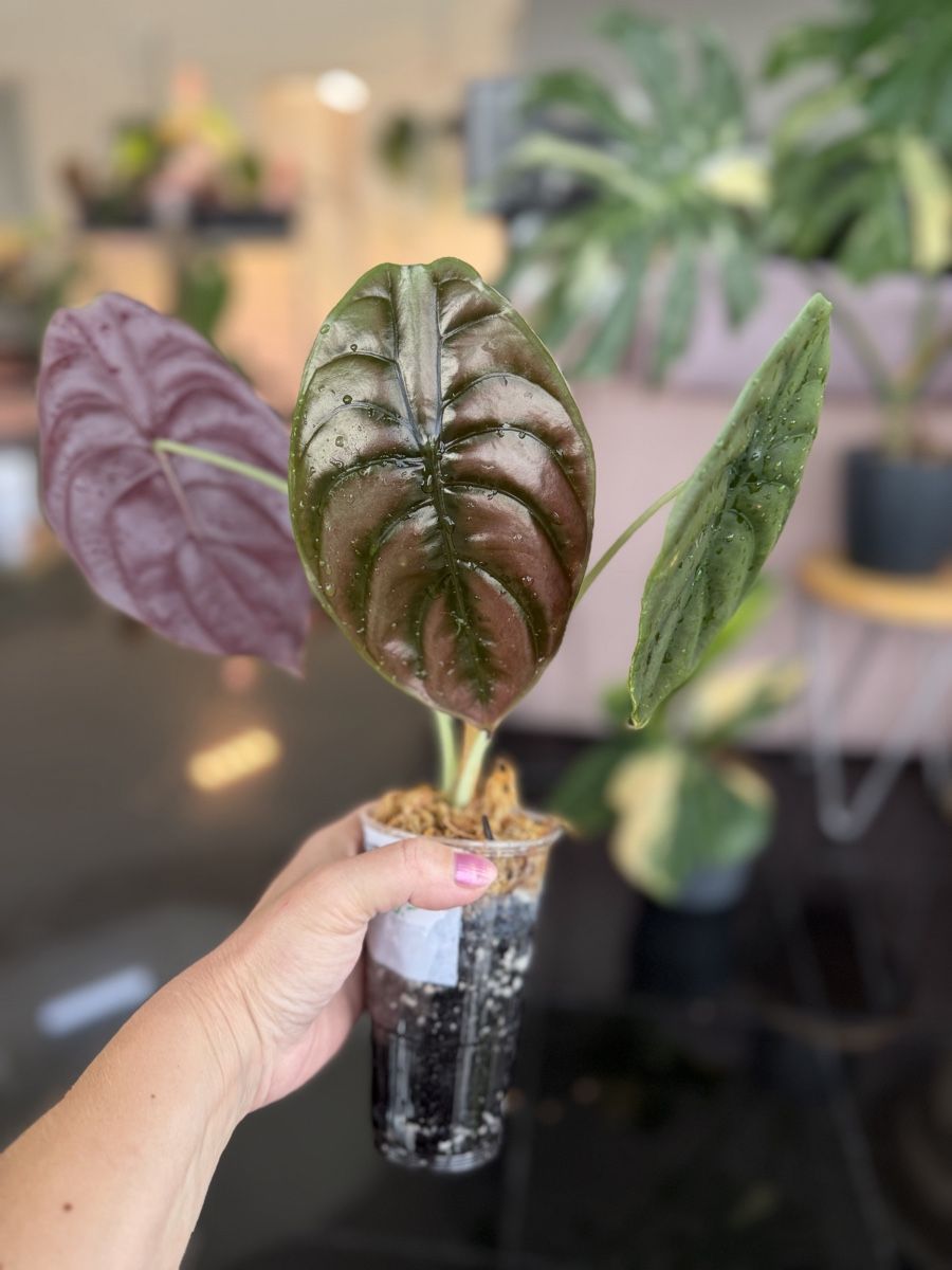 Piante & sementi: Alocasia Cuprea – Nuovo (secondo la descrizione) da Buchrain venduto da Stetoscop