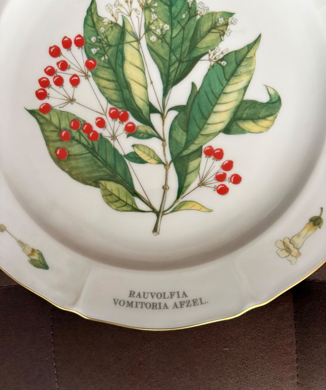 Siegfried Piatti: Assiette Langenthal porcelain Botanique Siegfried collection – Usato da Crans  Montana venduto da proff 1