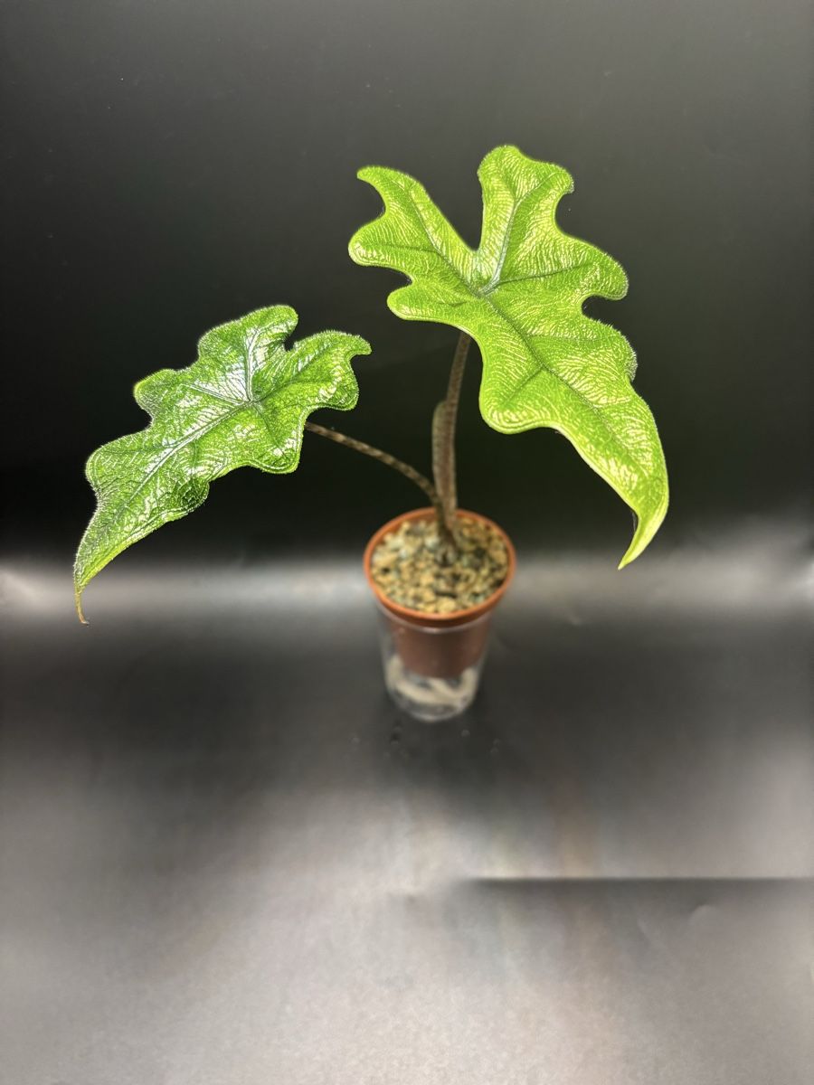 Piante & sementi: Alocasia Jacklyn  – Nuovo e nell'imballaggio originale da Basel venduto da Pink_White