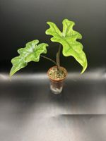 Alocasia Jacklyn 