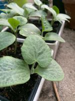 1 Setzling / Kürbis 'Butternut' / Pflanze