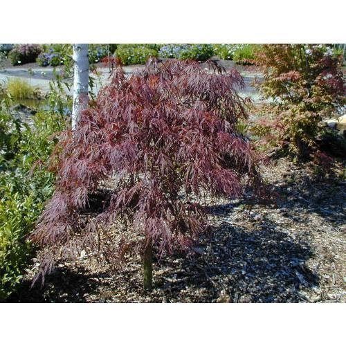 Piante & sementi: Erable du Japon Dissectum Garnet 20-30cm – Nuovo (secondo la descrizione) da Bremblens venduto da FIBONACCI369 2
