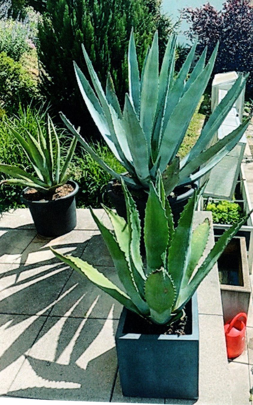 Plantes & graines: Agave – D'occasion à Grenchen par feusi50 2
