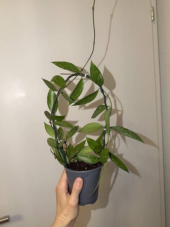 Plantes & graines: Hoya Memoria  extra Splash avec pédoncule – D'occasion à Spiez par Lunelu
