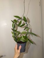 Hoya Memoria  extra Splash avec pédoncule