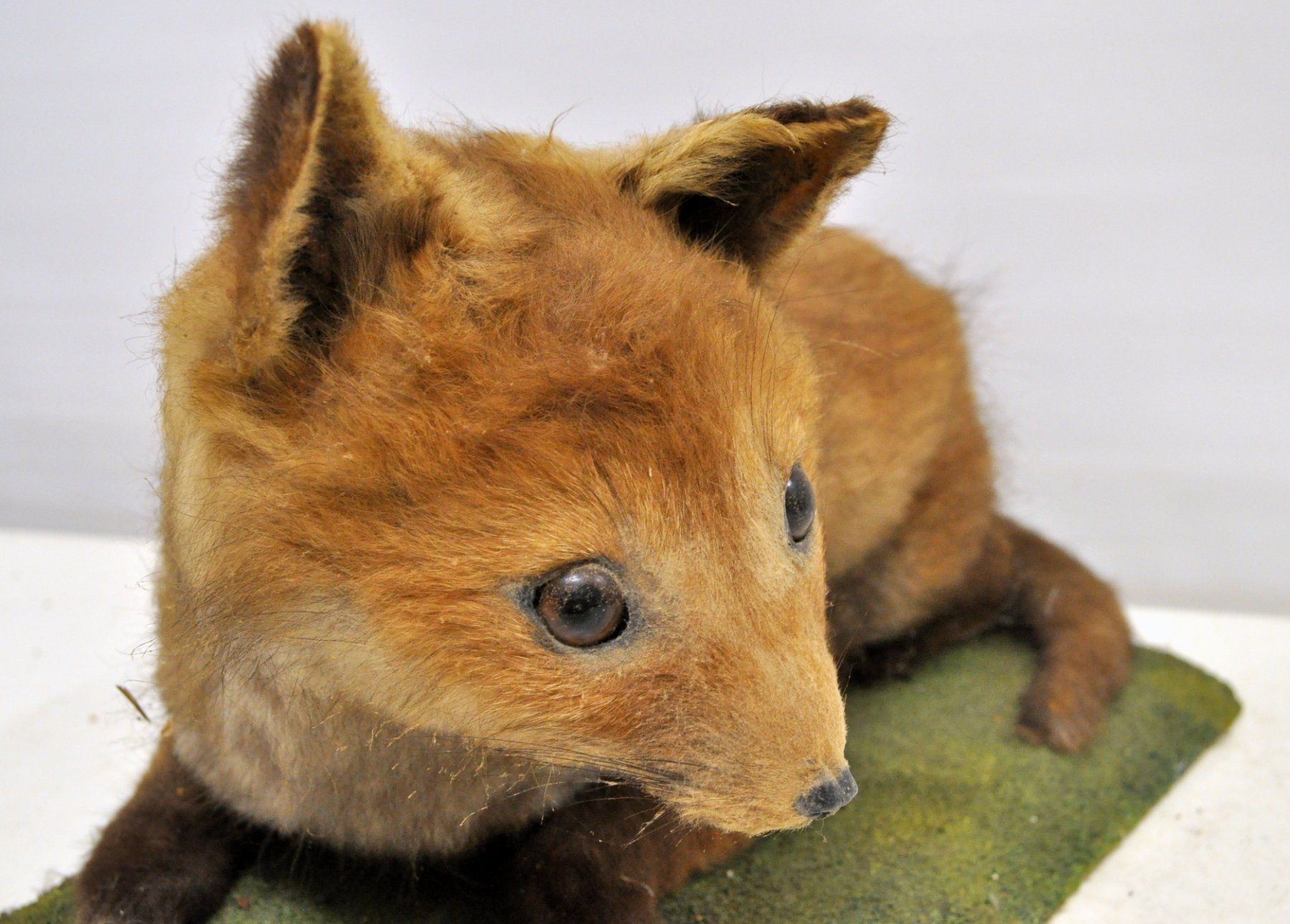 Welt der Tiere: Renardeau naturalisé – Gebraucht aus Neuchâtel von Neuchatel 4