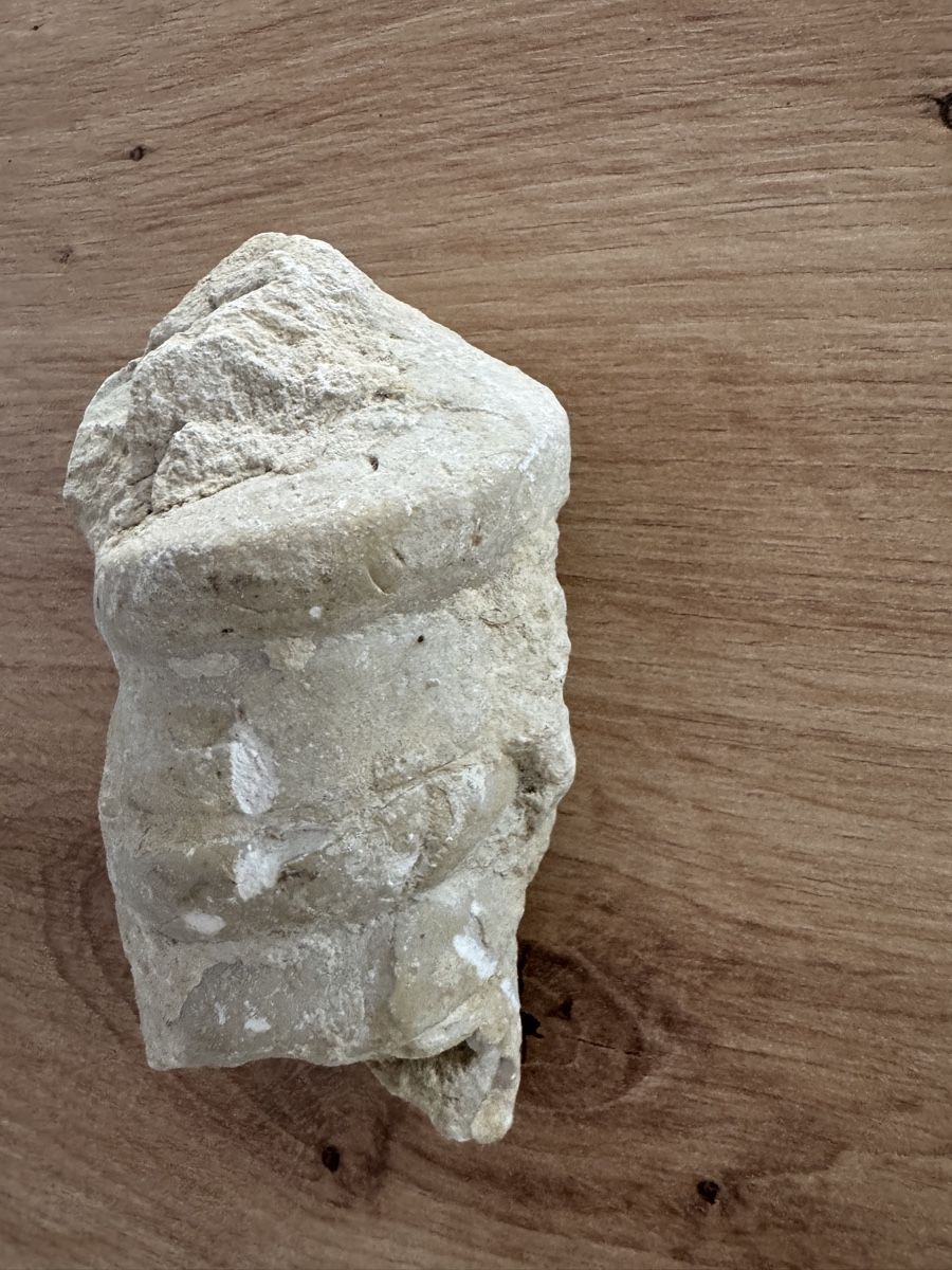 Fossili: Fossil Ammonit oder Schnecke Stein naturbelassen Fundstueck  – Usato da Biberist venduto da etesummer 2