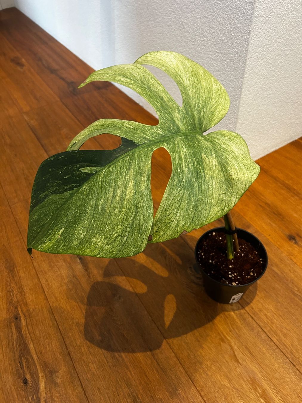 Pflanzen & Samen: Monstera Jungle Mint Steckling – Gebraucht aus Wattwil von Mikesplantshop 1