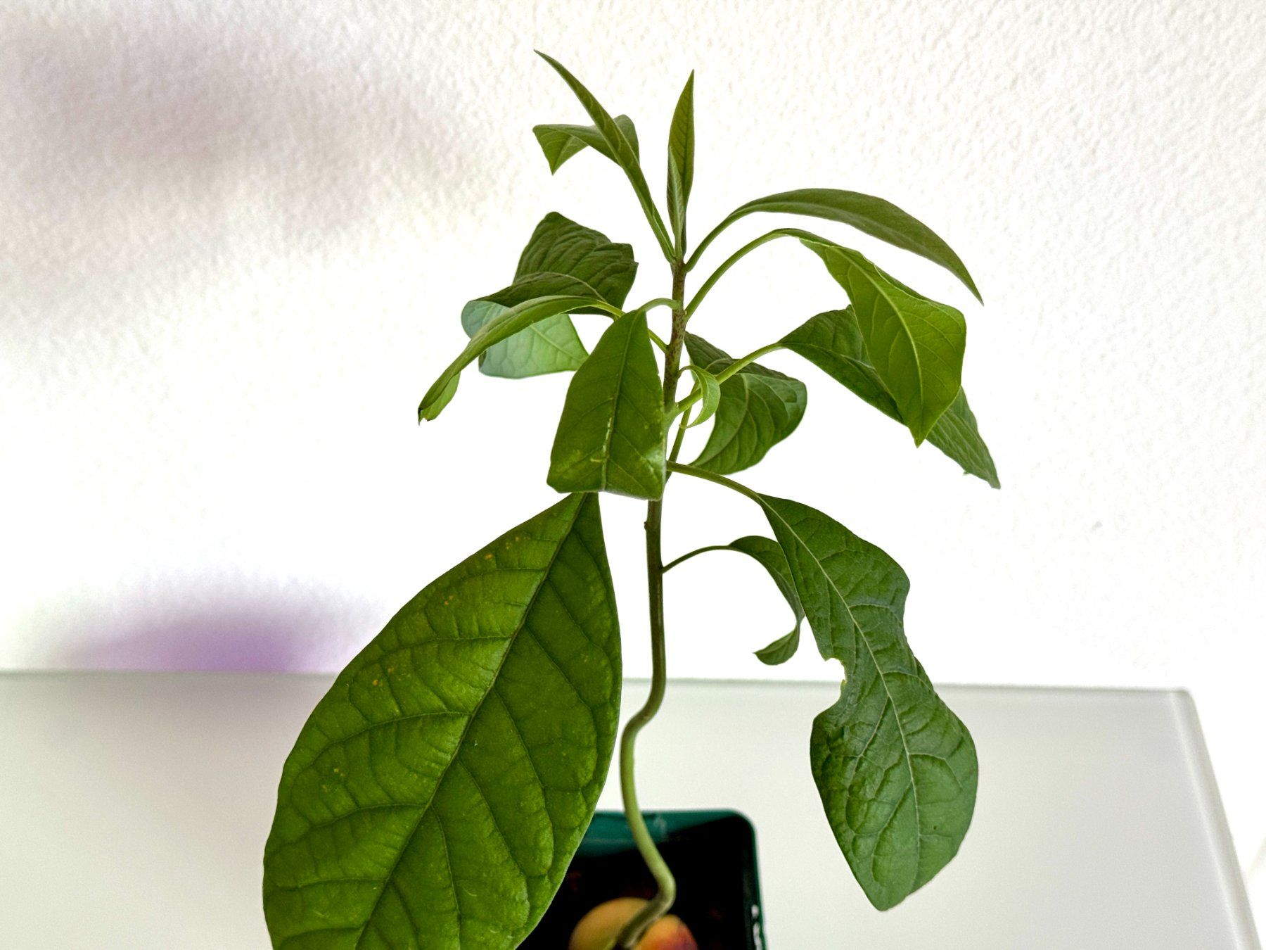 Piante & sementi: Avocado Baum (wiggle trunk) – Usato da Schlieren venduto da Edgar_k 5