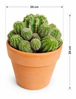 🌵 Wunderschöner großer Kaktus – Seltene Kakteen-Schale mit 