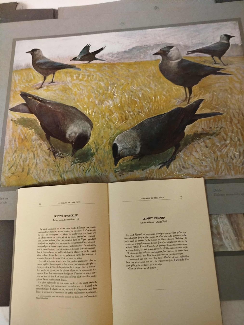 Libri: Catalog " Les Oiseaux de Chez Nous" – Usato da La Chaux-de-Fonds venduto da Emmaus2300CDF 4