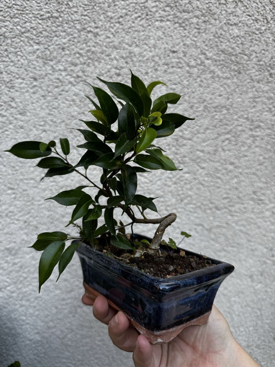 Piante & sementi: Kleiner Ficus Bonsai – Usato da Rümlang venduto da Gruseh.ch 4