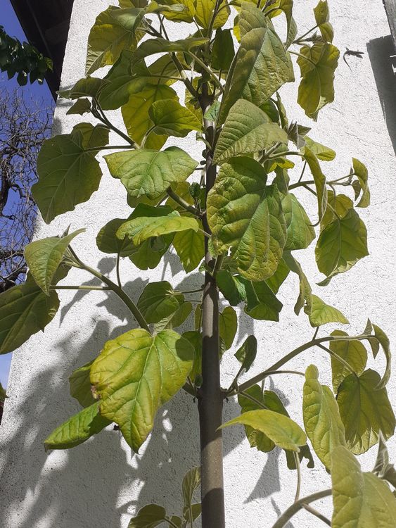 Paulowina Kiri Baum Kaiserbaum Blauglockenbaum ca. 2.6 m Kaufen auf
