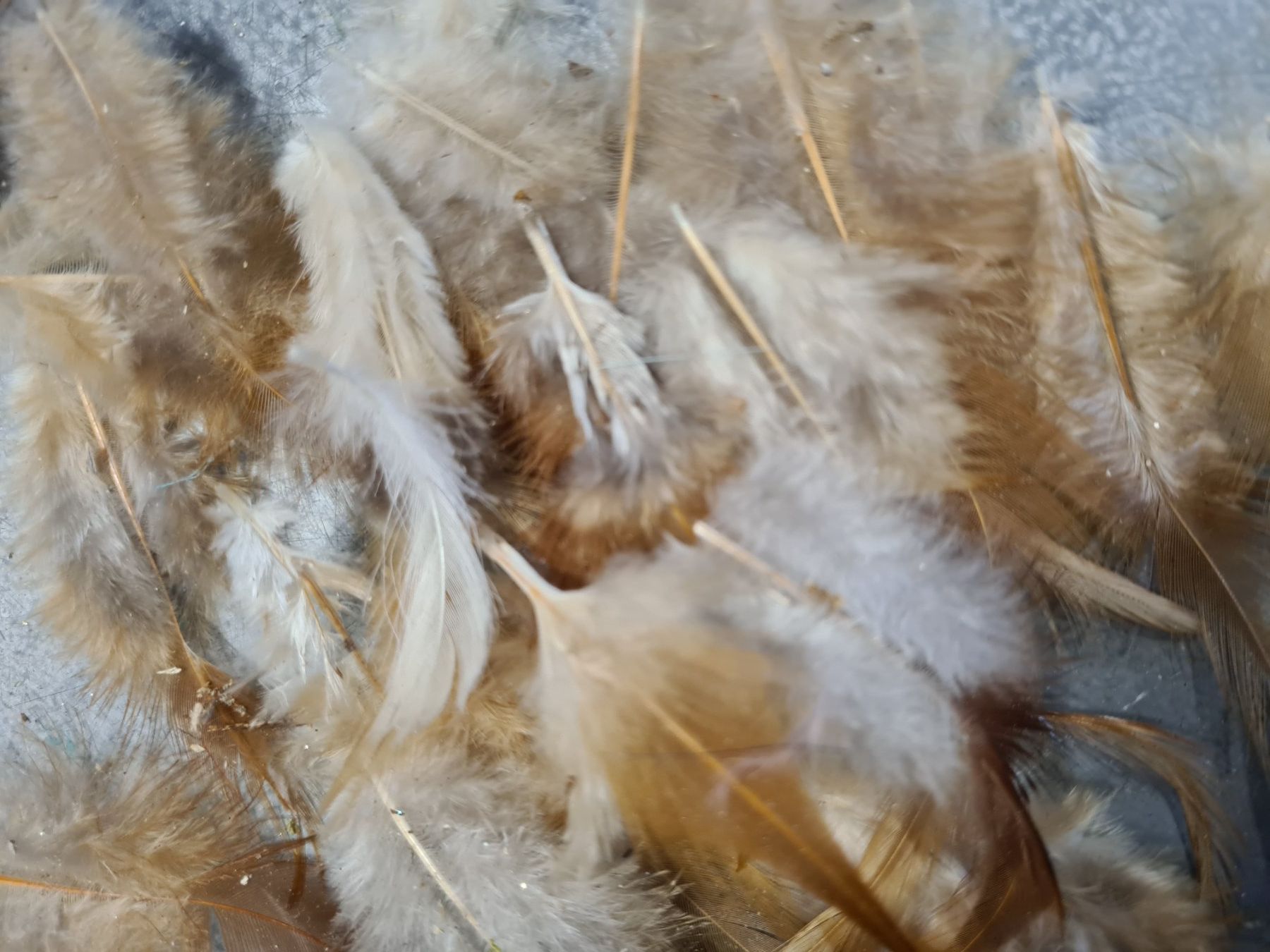 Il mondo degli animali: Set Federn, +/- 8 cm (1) – Usato da Amriswil venduto da kleindeko 2