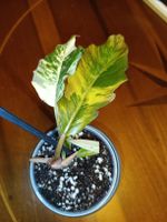 Philodendron Caramel Marble