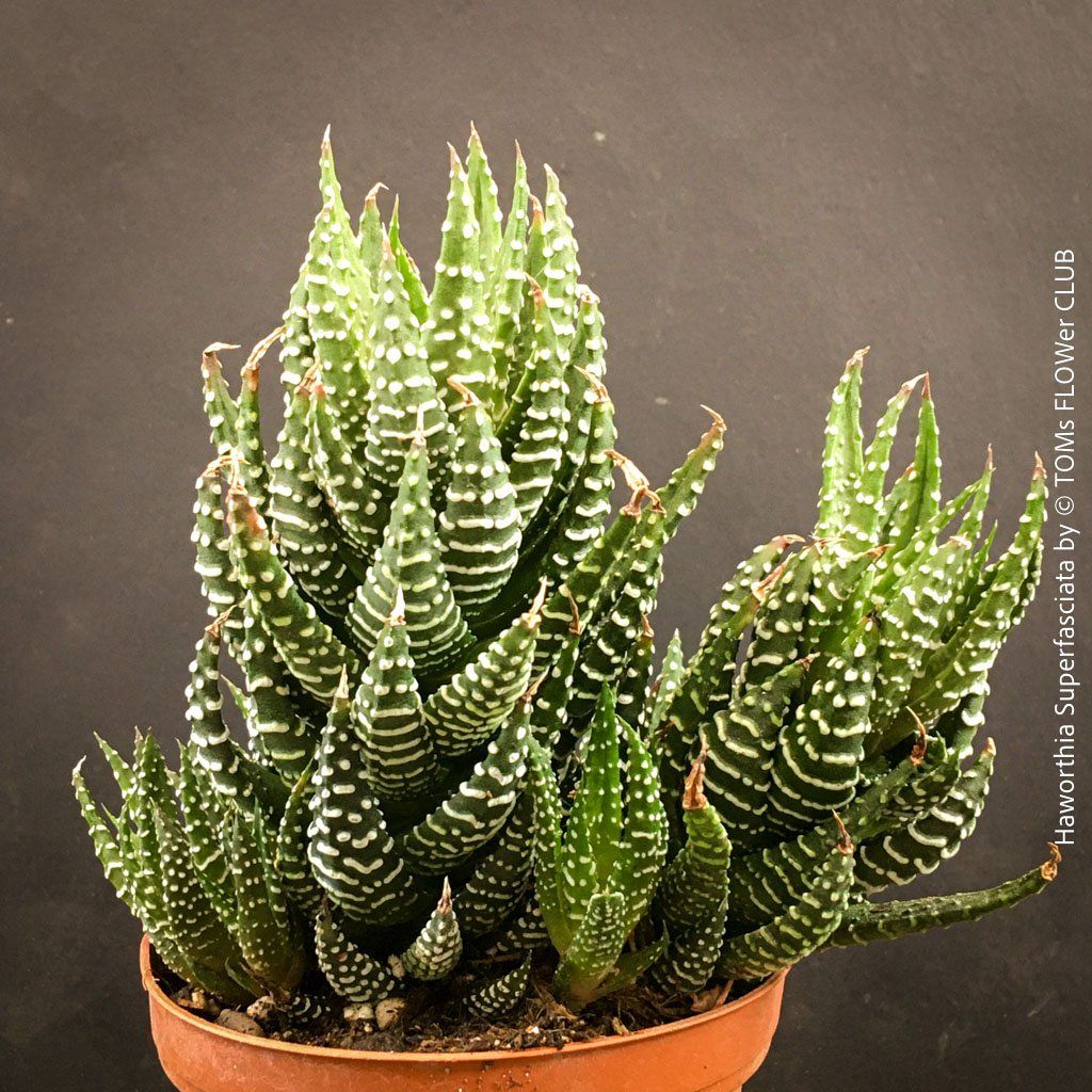 Pflanzen & Samen: Haworthia Superfasciata - super robuste Sukkulente – Neu und originalverpackt aus Adliswil von asTOMas963 4