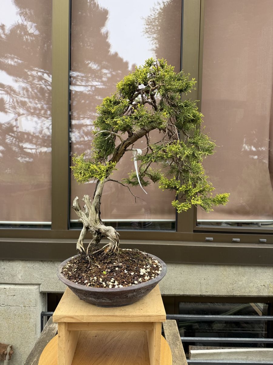 Piante & sementi: Juniperus Sabina /Sabina-Wacholder – Nuovo (secondo la descrizione) da Suhr venduto da BonsaiGutzi 9