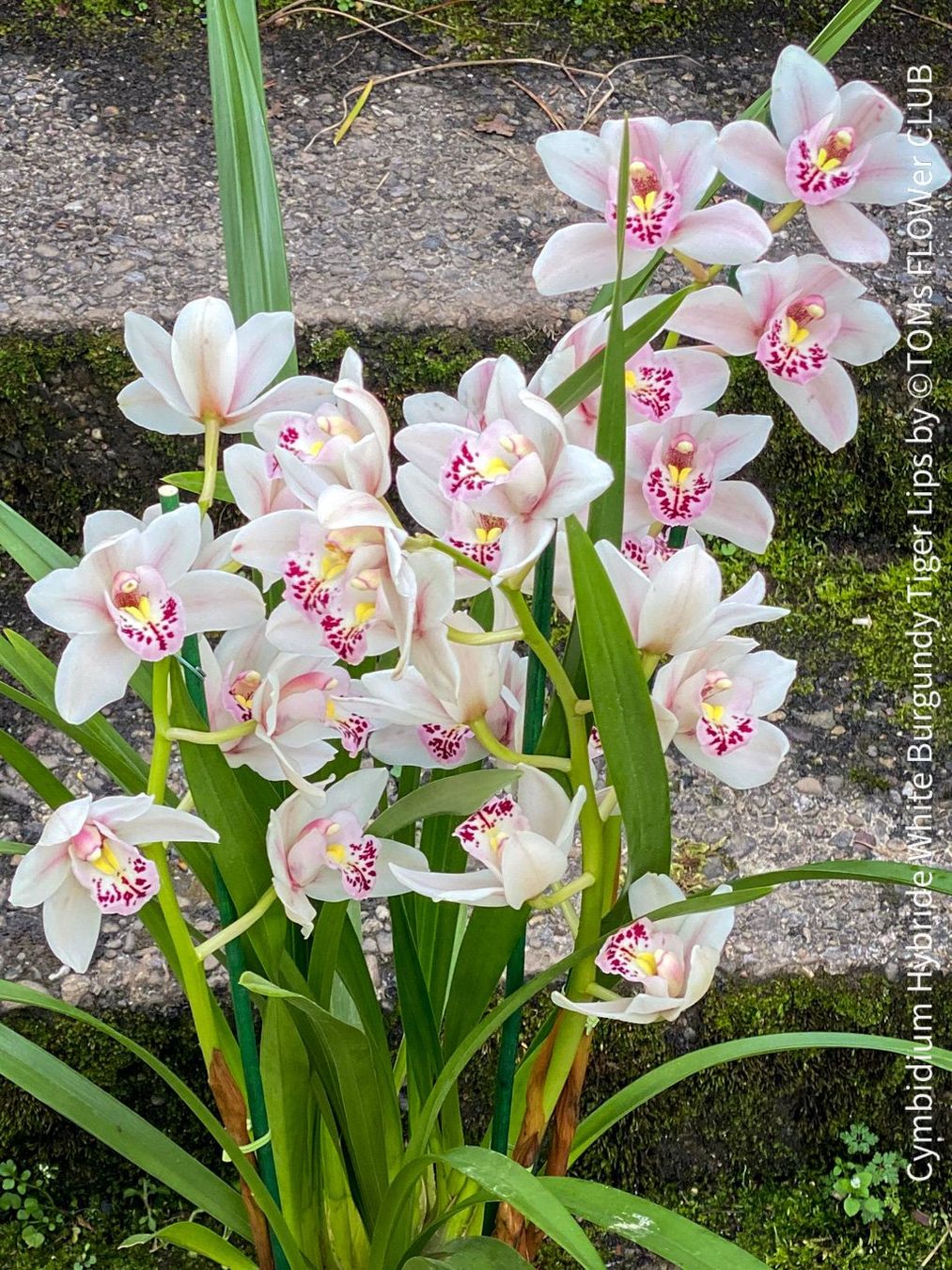 Piante & sementi: Cymbidium Hybride White Burgundy Tiger Lips – Nuovo e nell'imballaggio originale da Adliswil venduto da asTOMas963 2