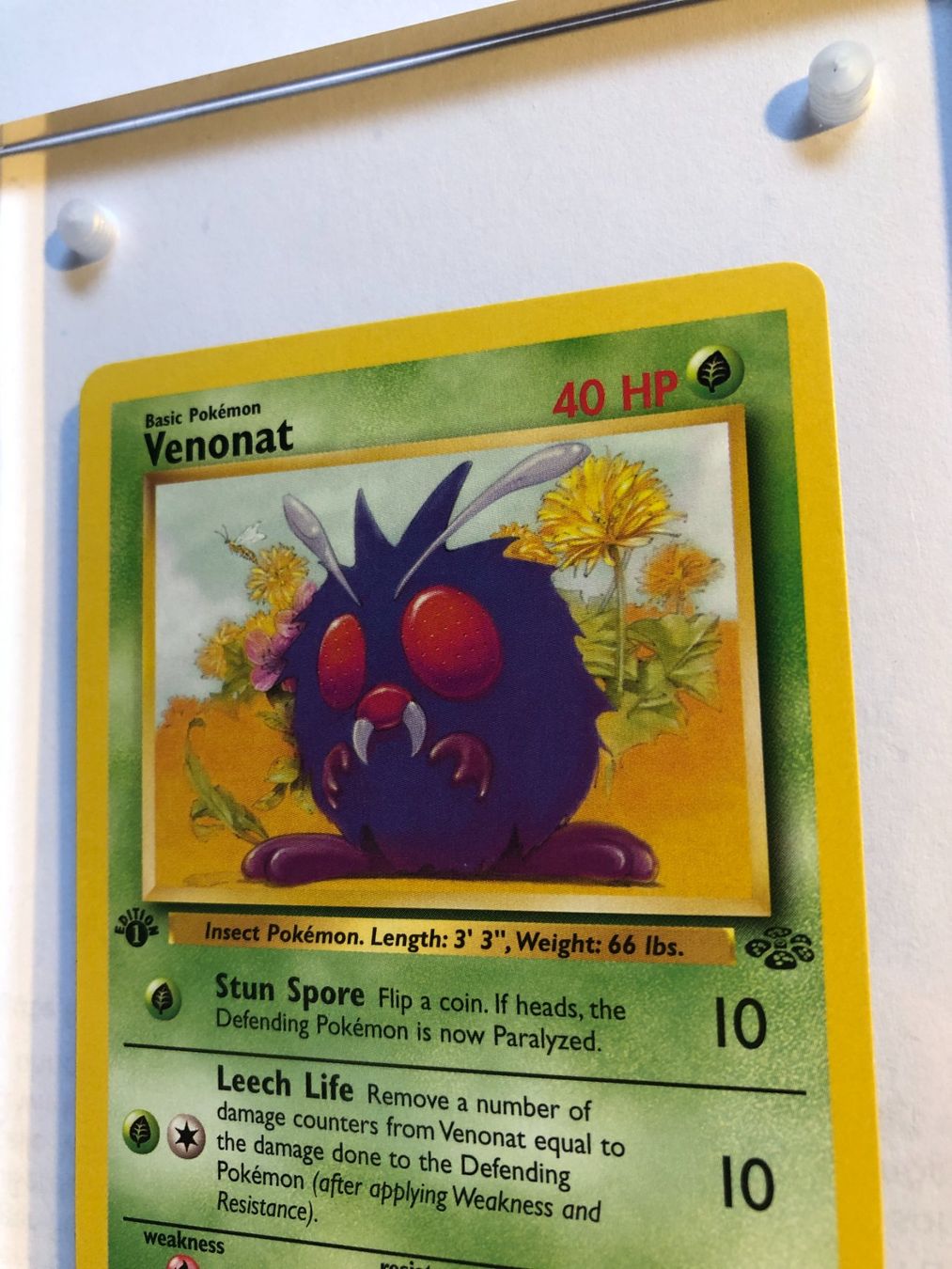 Carte collezionabili: Venonat 1st Jungle - MINT - ab 1.- – Usato da Giubiasco venduto da dan_pr8b 3