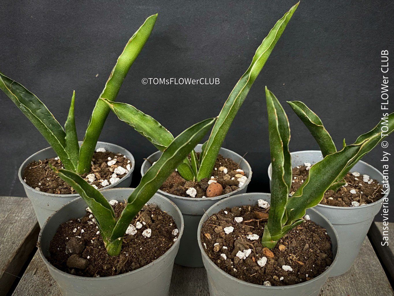 Piante & sementi: Sansevieria Katana - wunderschön Gross-Faecher-Sansevieria – Nuovo e nell'imballaggio originale da Adliswil venduto da astom369 5