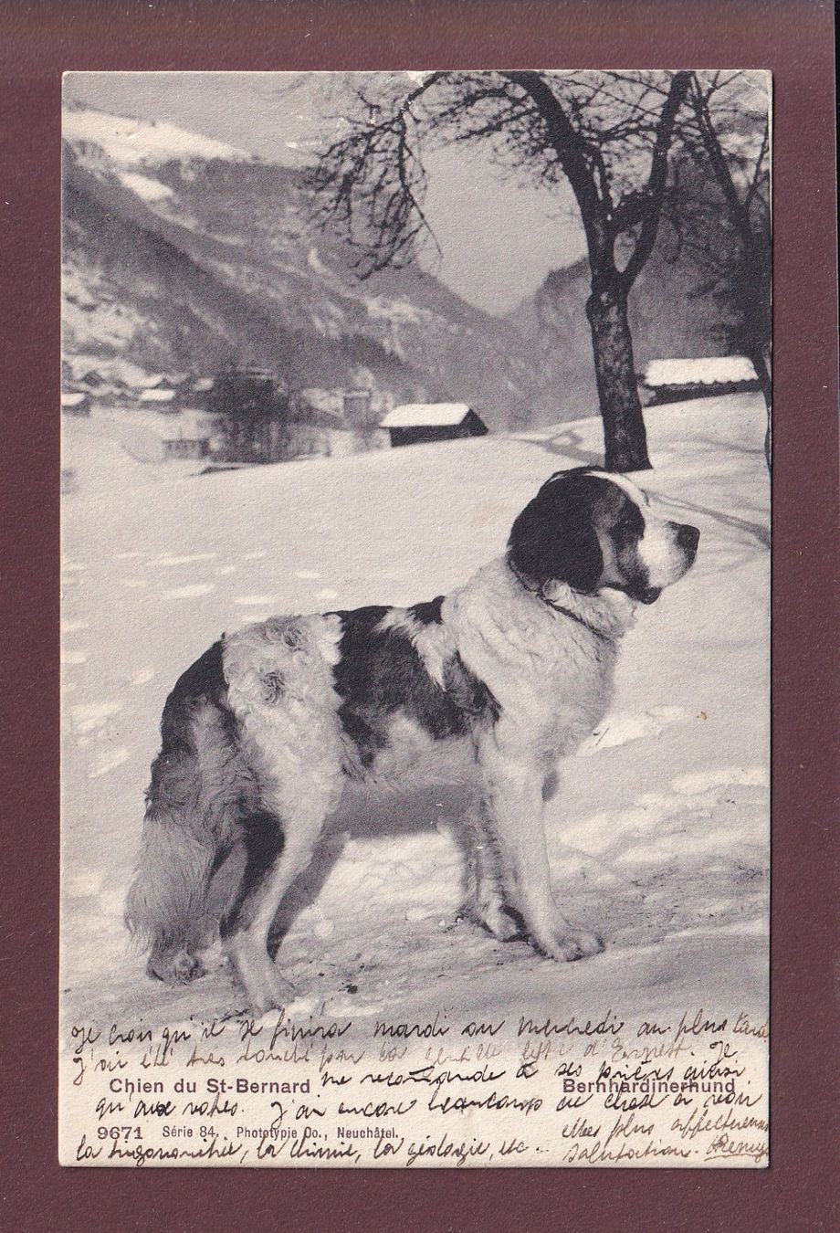 Cartoline postali: Chien du SAINT-BERNARD - 1906 // pli d'angle // – Usato da Pully venduto da nicecards