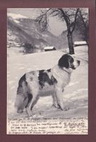 Chien du SAINT-BERNARD - 1906 // pli d'angle //