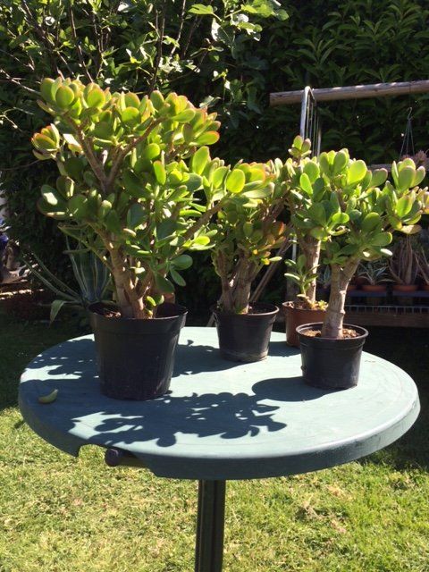 Pflanzen & Samen: Dickblatt Crassula ovata – Neu (gemäss Beschreibung) aus Vinelz von Wellensittich55 4