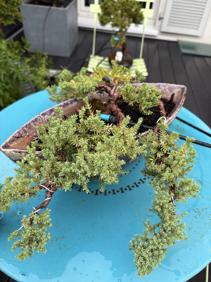 Plantes & graines: Wacholderbonsai Juniperus  – D'occasion à Epalinges par ihl_f6xh 2