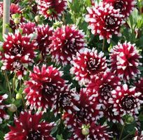 "DAHLIA DUO" - eine schöne, dekorative und reiche zweifarbig
