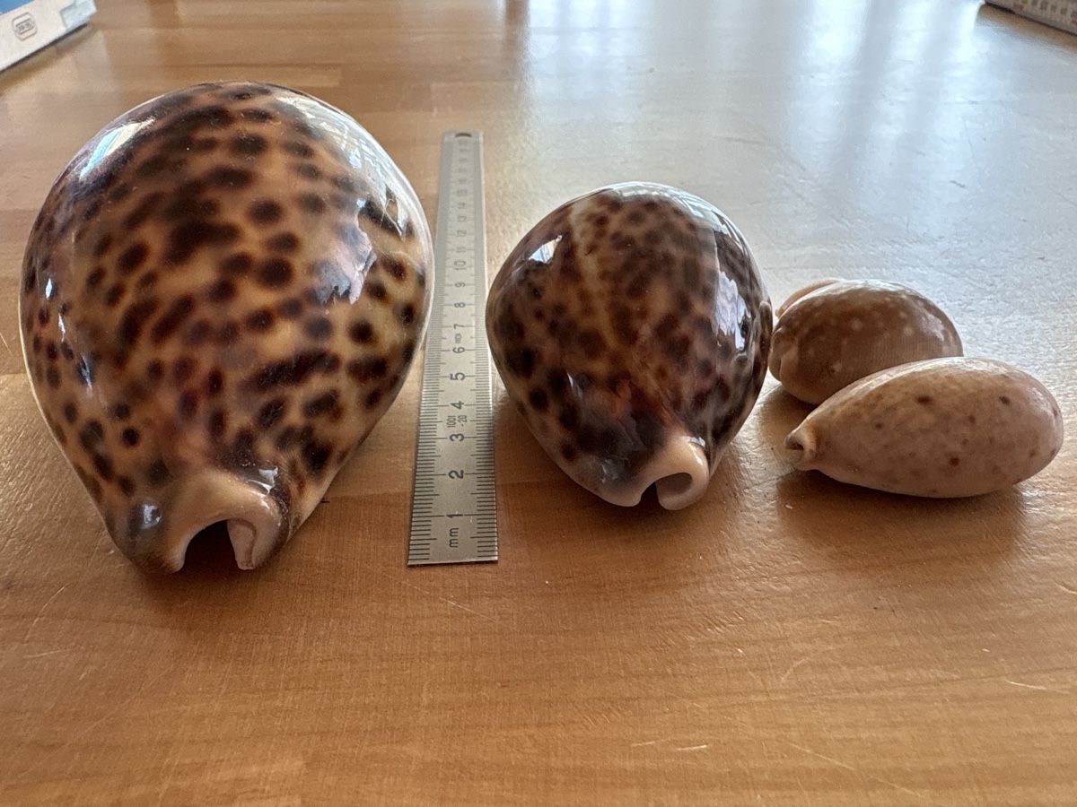 Tutte le decorazioni: Muscheln – Usato da Rümlang venduto da baselsale1 1