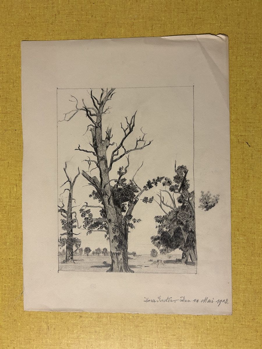 Poster & Bilder: Original Bleistiftzeichnung "Bäume"Signiert ? Datiert 1903. – Gebraucht aus Lanzenhäusern von vic63