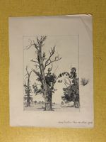 Original Bleistiftzeichnung "Bäume"Signiert ? Datiert 1903.