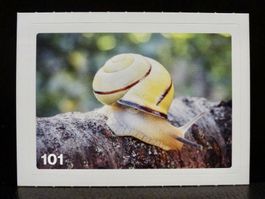 MIGROS MANIA Nature Detectives Nr. 101