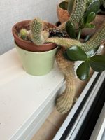 Kaktus ca 30 cm lang, längster arm