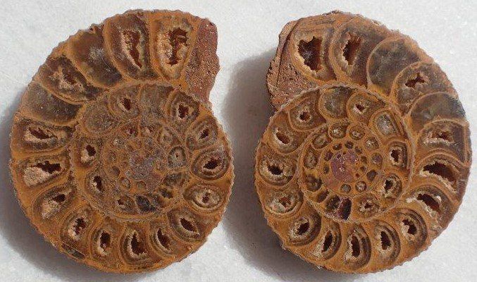 Fossili: Ammonit gesägt und poliert Madagaskar – Usato da Rickenbach BL venduto da Oktober68 1